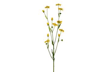 Cosmos