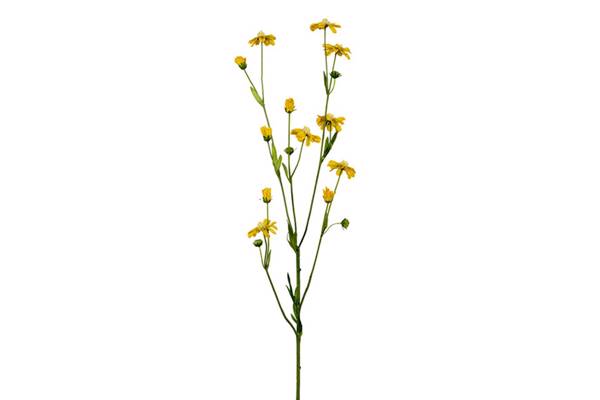 Cosmos