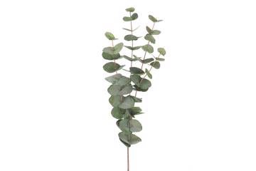 Eucalyptus