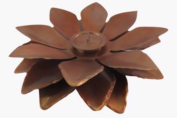 Tenderflame, Daisy 90 Mgo, Rust