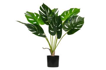 Monstera, grønn 