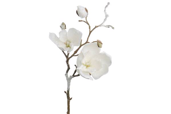 Magnolia med is