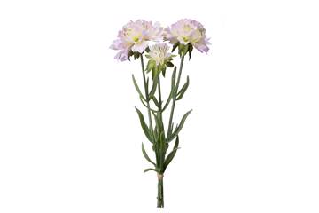 Scabiosa bunt