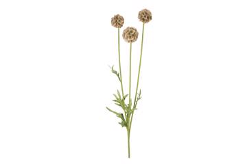 Scabiosa