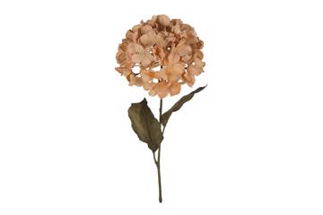 Hortensia