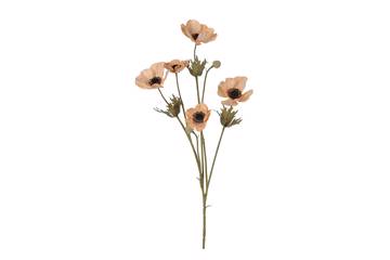 Anemone