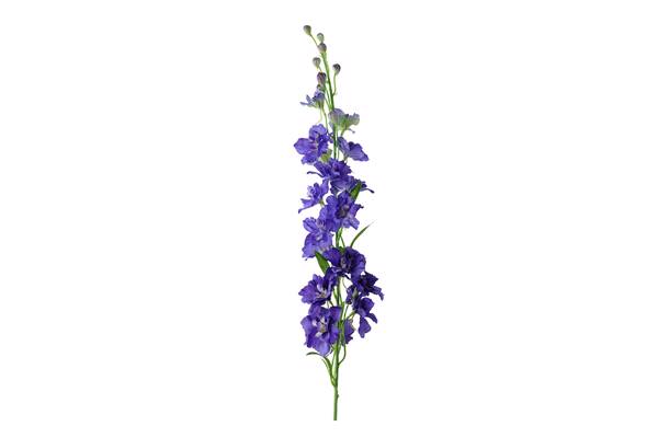 Delphinium