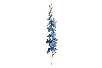 Delphinium