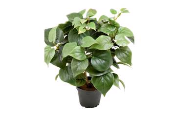 Philodendron