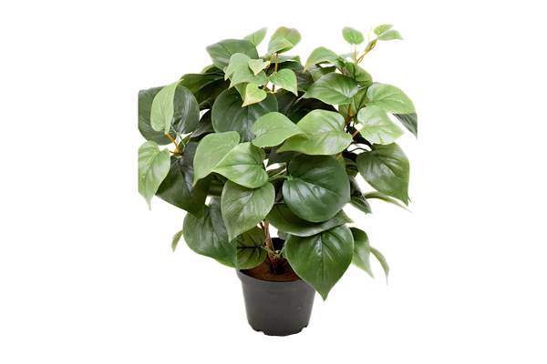 Philodendron