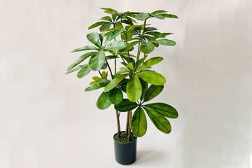 Schefflera i potte 