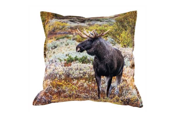 Velurpute, Elg i lyngen 